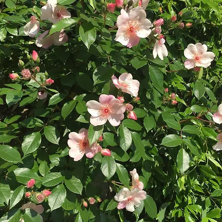 Guesthouse Flora-2