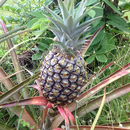Heavenly Hana Paradise-3