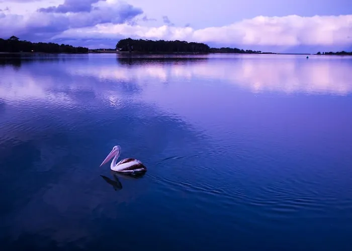 The Seabird