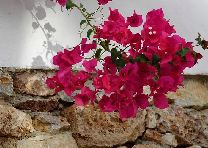 Meltemi