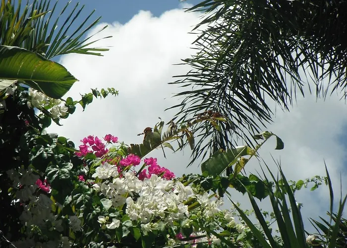 Classique International in Dominica