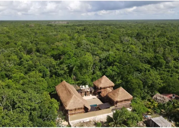 Jungla Y Estrellas