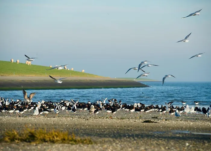 Breeze Ameland