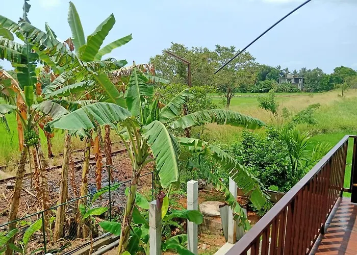 Freedom of Green Rice View