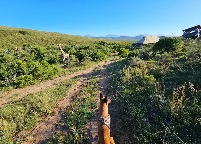 Garden Route Safari Camp