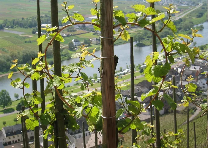 Hotel Zur Traube
