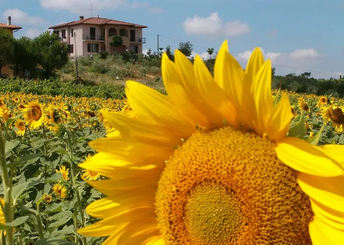 B&B Il Girasole - Rooms & House In Country - Air Conditioned - 1500 Meters From Historic Center Montepulciano Stazione
