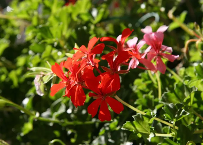 Les Geraniums