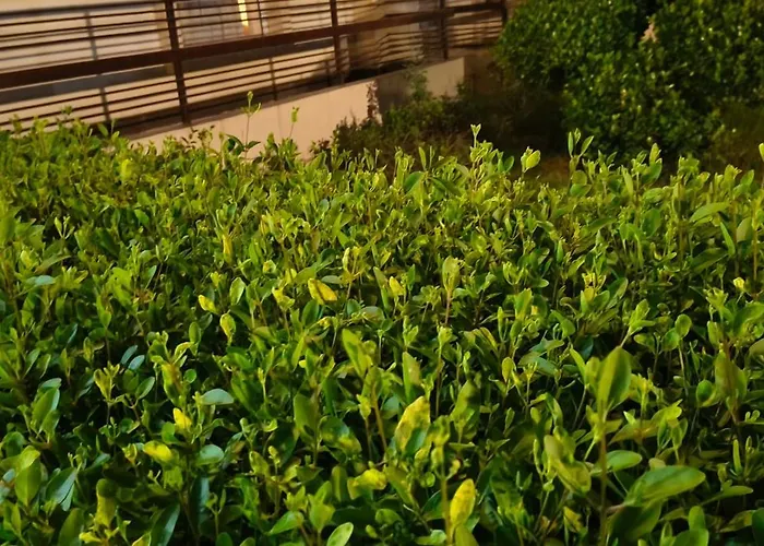 Onyx Luxury Stay