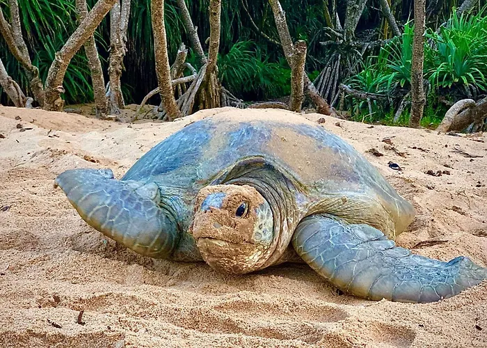 Turtle Paradise