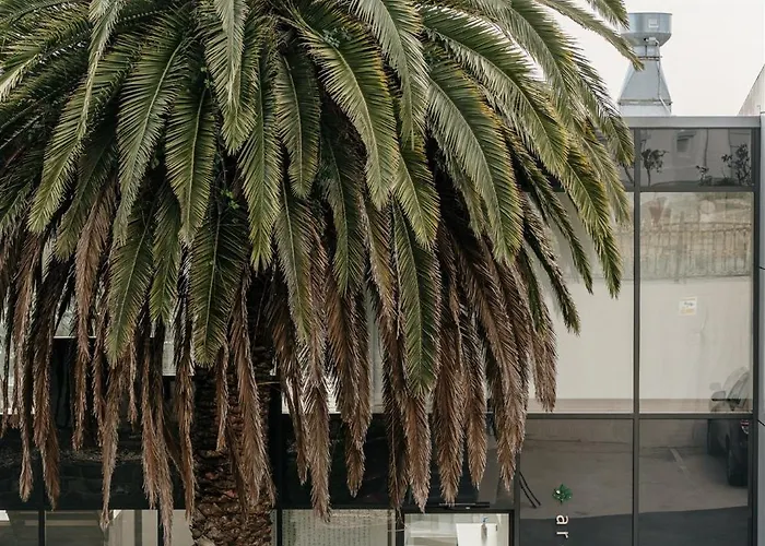 Areca Launceston