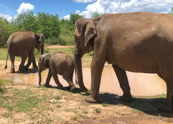 Wild Safari Clay House