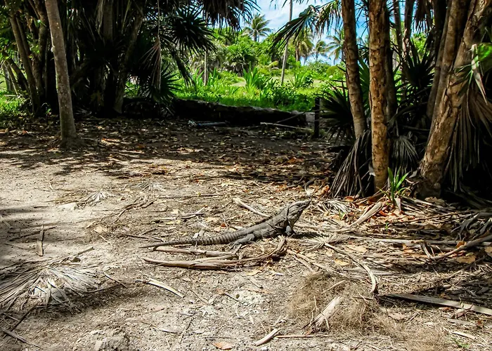 La Selva 303 Sirenis Studio