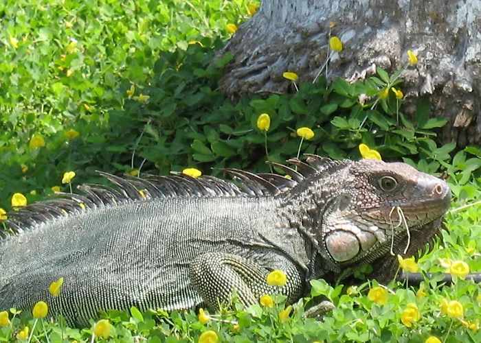 El Pargo Feliz