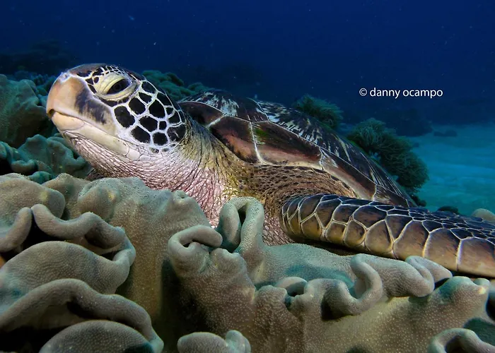 Liberty'S Lodge And Diving - Apo Island