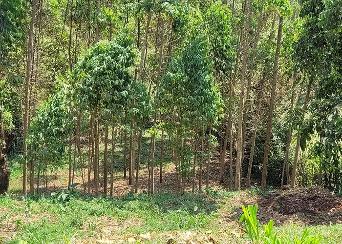 Kamengo Cottages