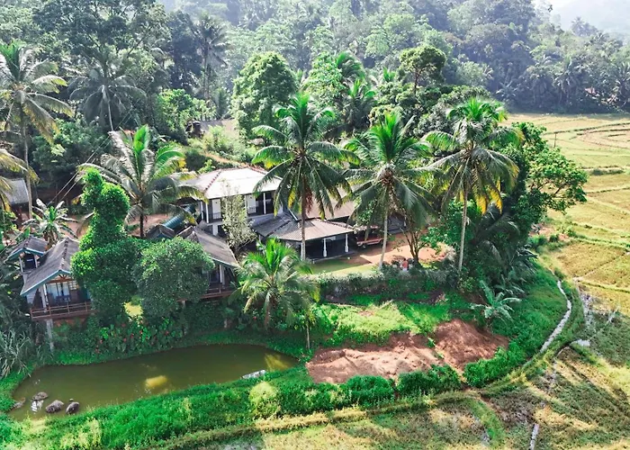 Rainforest Nest