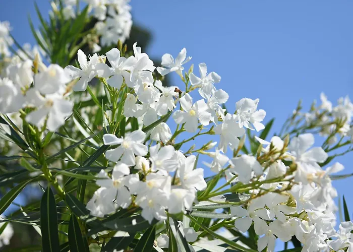 Les Jardins De Bormes, Hotel Adult Only Avec Piscine Chauffee, Jacuzzi Et Sauna