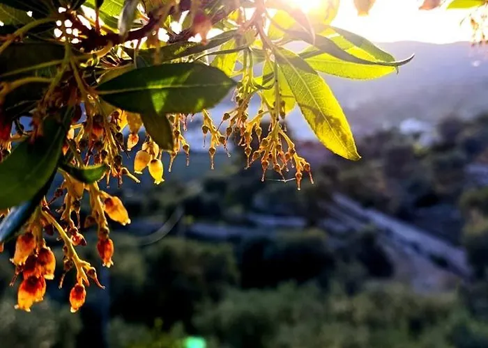 Silenza B&B, Charme, Comfort E Relax Nel Gargano