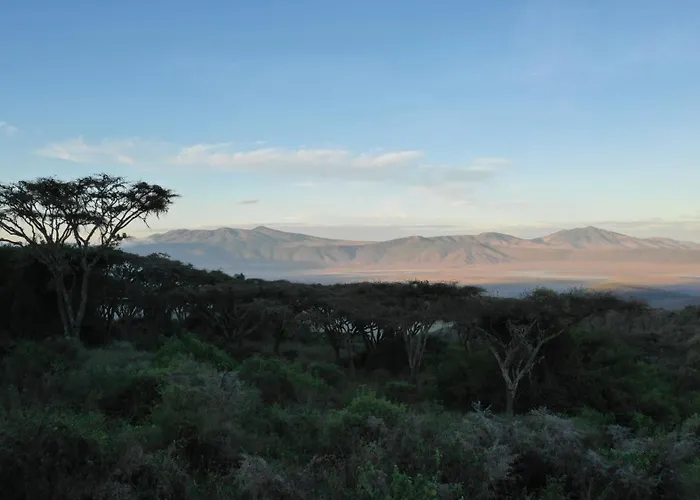 Ngorongoro Lion'S Paw
