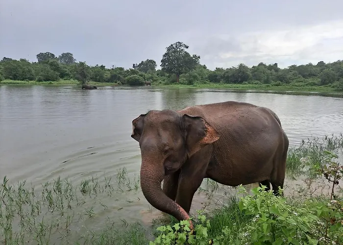 Dhanaya Safari Home