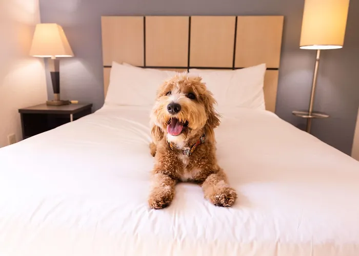 Sonesta Simply Suites Chicago Waukegan