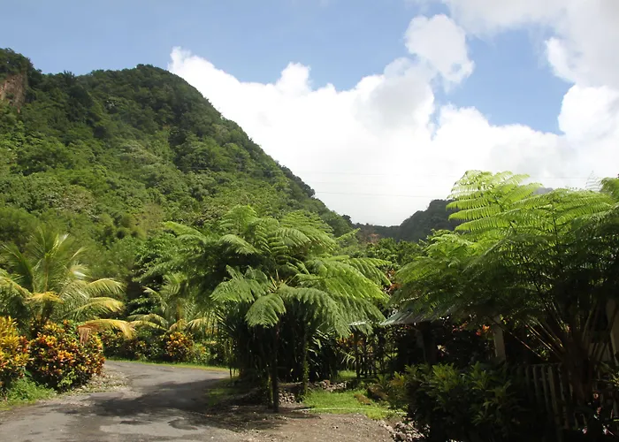 Natty Tropical Valley