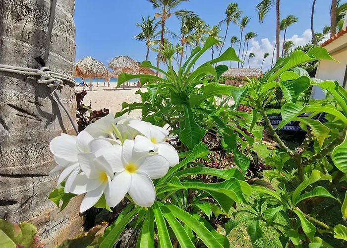 Studios And Suites Playa Los Corales