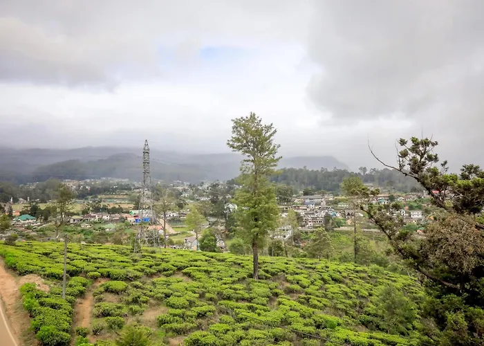 The Mount View Single Tree Hotel