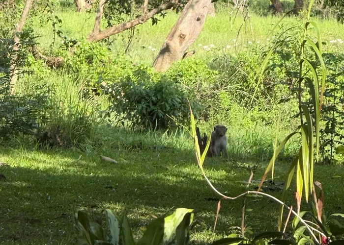 Niwasa Habarana