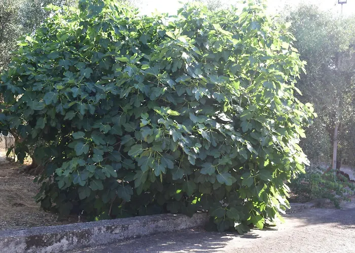 Villaggio Albergo 2 Pini