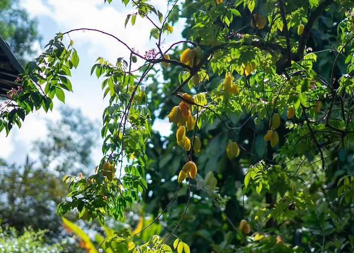 Binh An Village - Green Stay, Local Taste And Spa