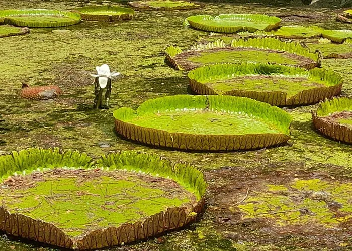 Le Clos Des Bains Mauritius