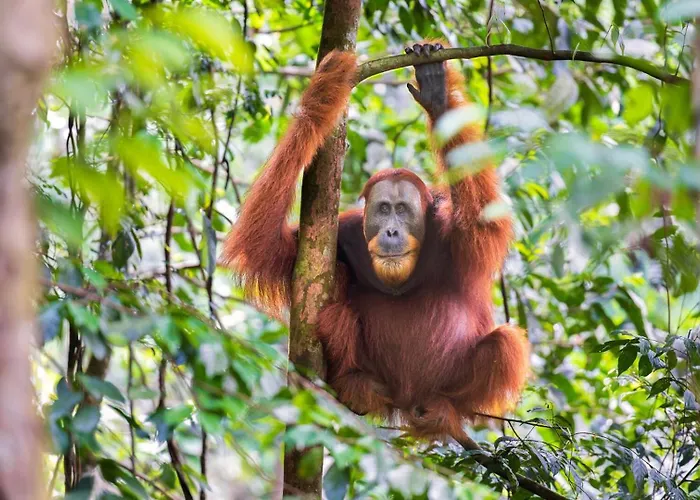 Sumateratrekingorangutanpatrol
