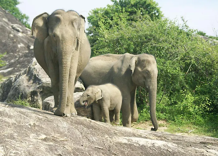 Paramount Safari Udawalawe