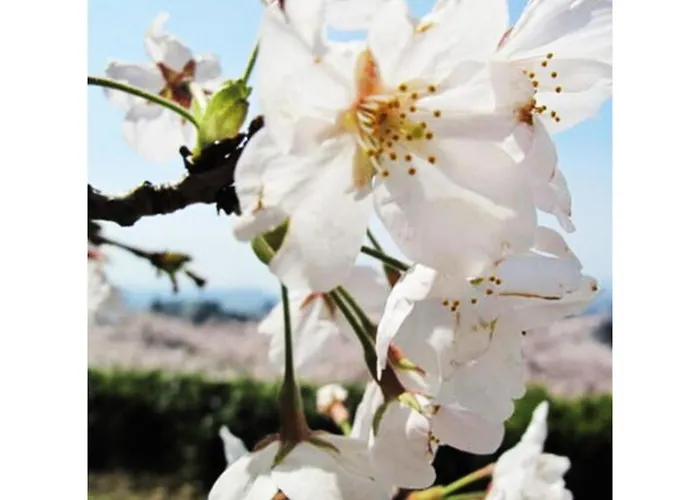 Tottori City Hotel / Vacation Stay 81349