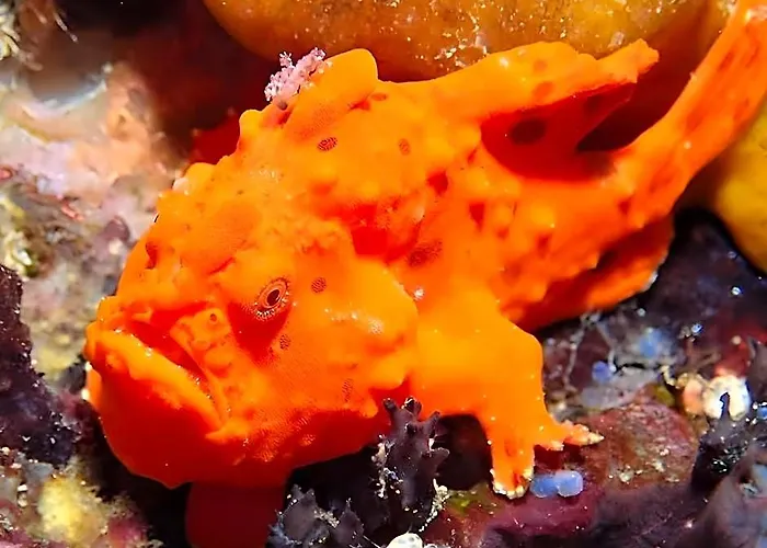 Sogod Bay Scuba Resort