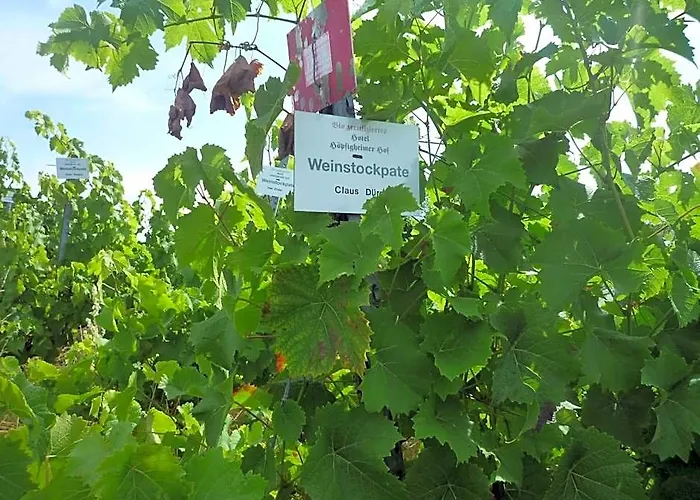 Biozertifiziertes Hotel Hoepfigheimer Hof Mit Wein-Shop