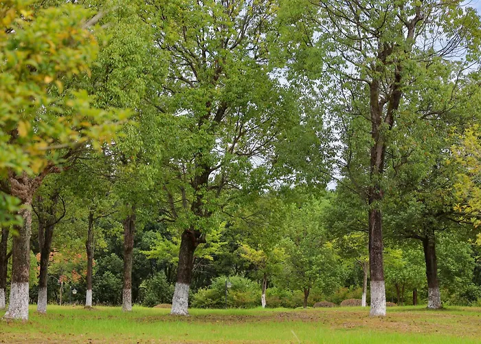 Dahongpao Resort