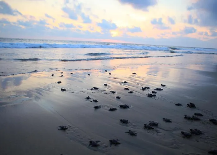 Playa Viva
