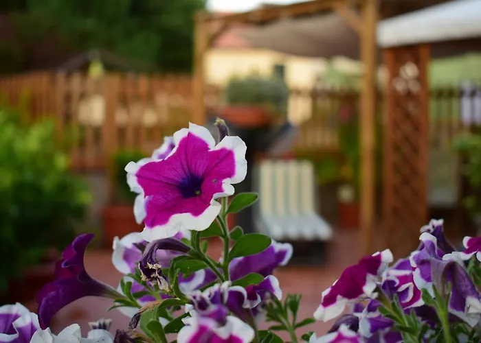 Domus Socolatae Apartments&Suites Follonica